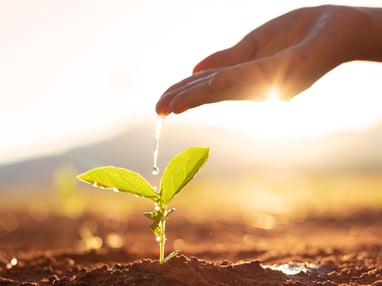 water a seedling to symbolize growth through rewards program app