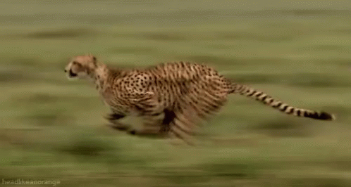 cheetah