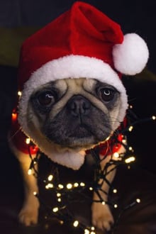 dog-grinch-ENiFPmRjQoU-unsplash